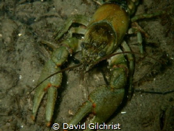 Several crayfish were spotted this afternoon on a dive in... by David Gilchrist 
